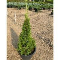 ราคา ต้นสนมังกร Juniperus chinensis ไม้มงคลเสริมโชค 50 60cmกระถาง10นิ้ว (27986595076)