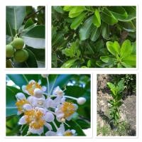 ราคา ต้นกระทิง ต้นสารภีทะเล ต้นสูง60 80ซม เป็นไม้ยืนต้นที่มีความสวยงาม สรรพคุณมากมาย ไม้หอม ไม้ให้ร่มเงา น่าปลูก (41201236459)