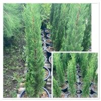 ราคา ต้นสนดินสอ ไม้ประดับ จัดสวน และปลูกในกระถาง 80 100cm (40061099034)