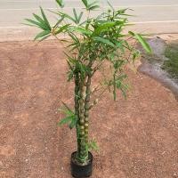 ราคา ต้นไผ่น้ำเต้า ไม้มงคล เสริมฮวงจุ้ย 70 100cm (29089854648)