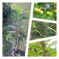 ราคา ต้นมะขามป้อม ต้นสูง60 80ซม ต้นมะขามป้อมไม้สมุนไพรไทยสายพันธุ์ดี ปลูกง่าย โตไว ทนแล้งได้ดี (28136179500)