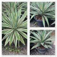 ราคา ต้นอากาเว่ ดาวกระจาย ไม้ประดับจัดสวน กระถาง15 (43057063933)