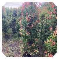 ราคา ต้นคริสติน่าไม้มงคล ไม้ประดับ ไม้ใบสวยสูง1 8 2 เมตร (50000402118)