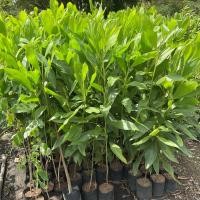 ราคา ต้นกระถินเทพา กระถินซาบะฮ์ 80 100cm ปลูกปรับสภาพดิน ทนแล้ง ดูแลง่าย (28086358601)