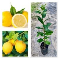 ราคา ต้นเลมอนยูเรก้า มะนาวเลม่อนยูเรก้า ผลกลิ่นหอมมาก มีวิตามินทุกชนิด แบบตอนกิ่ง ต้นสวยแข็งแร็ง พร้อมปลูก 40 60m (41853075910)