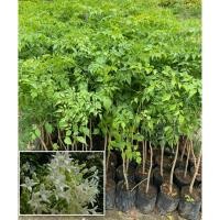 ราคา ต้นปีบเงิน ต้นปีบขาว ต้นกาสะลอง ดอกสีขาวมีกลิ่นหอม สูง30 50cm (43700477606)