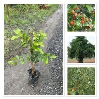 ราคา ต้นตะโกนา ต้นสูง25 30ซม ต้นไม้นิยมนำมาทำบอนไซ ไม้มงคล มีประโยชน์ใช้สอยหลายอย่าง นิยมปลูกเป็นไม้ประดับหรือทำเป็นตะโกดัด (43704574732)