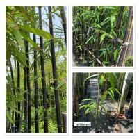 ราคา ต้นกล้าไผ่ดำอินโด ไผ่ดำอินโดนีเซีย ไผ่มงคล Java Black (41952756819)