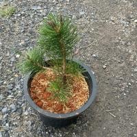 ราคา สนดำญี่ปุ่น Japanese black pine กระถาง8 (40206634252)