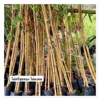 ราคา ไผ่ศรีสุขทอง ไผ่มงคล ไม้มงคล นิยมปลูกจัดสวน 100 120cm (43355942563)