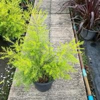 ราคา ต้นหลิวทอง ไม้มงคล Revolution Gold กระถาง 10 (42503305807)