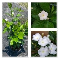 ราคา ต้นพุดแสงจันทรหรือพุดนวลจันทร์ ไม้มงคล กระถาง10 (28936497005)