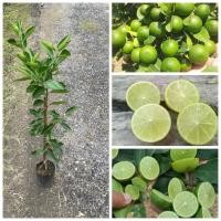 ราคา ต้นมะนาวแป้นสุขประเสริฐ ต้นสูง80 100ซม ปลูกง่ายออกดอกทุกปี มะนาวไร้เมล็ด เปลือกบาง กลิ่นหอม (41370259946)