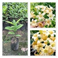 ราคา ต้นกันเกรา ต้นมันปลา ไม้มงคล ดอกมีกลิ่นหอม 40 50 cm (43503057044)