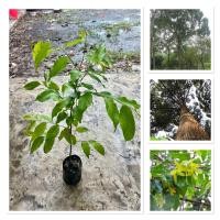 ราคา ต้นตะเคียนทอง ตะเคียน ต้นสูง70 90ซม ไม้มงคล ไม้สมุนไพร สรรพคุณทางยาสูง ประโยชน์มากมาย น่าปลูก ปลูกง่าย โตเร็ว (43404520105)