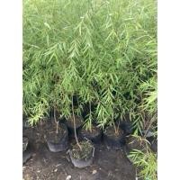 ราคา ต้นหลิวลู่ลม ไม้มงคลนิยมปลูก 1 1 2เมตร ปลูกเสริมฮวงจุ้ย นำโชคลาภ ความเจริญ รุ่งเรืองแก่ผู้ปลูก ถุงเพาะ8 (28337821180)