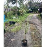 ราคา ต้นหลิวลู่ลม ไม้มงคล 1 3 1 5 เมตร (25546042787)