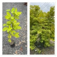 ราคา ต้นทองนพเก้า ต้นชะแมบทอง Horse Bush ไม้มงคล ปลูกเสริมบารมี ต้นสวย 60 80cm (42552106371)