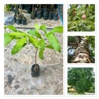 ราคา ต้นมะฮอกกานี ต้นสูง40 60ซม ไม้สมุนไพร นิยมปลูกอยู่ทั่วไปริมทาง เพื่อประดับสวน และให้ร่มเงา มีสรรพคุณดี สุดยอดไม้เศรษฐกิจ (43404498272)