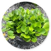 ราคา ต้นบัวป๊อบปี้ ฝื่นน้ำ ไม้น้ำดอกสีเหลือง ส่งพร้อมกระถาง (41918416564)