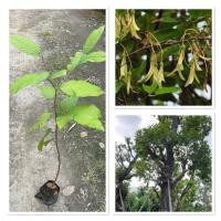 ราคา ต้นพะยอมแดง ต้นพยอมก้านแดง ไม้ยืนต้น ไม้เศรษฐกิจ สูง 50 70cm (42270419570)