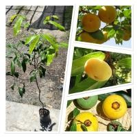 ราคา ต้นอินจัน ต้นสูง80 100ซม ไม้โบราณหายาก ไม้มงคล ปลูกต้นอินจัน เสริมความรัก ความสามัคคี โตเร็ว ทนแดด ดูแลง่าย (27736368433)