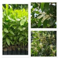 ราคา กระถินเทพา กระถินเทพณรงค์ ปลูกปรับสภาพดิน มีคุณค่าทางเศรษฐกิจ 80 100cm (40859358134)