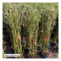 ราคา ไผ่หลอด ไผ่จีน ไผ่มงคล นิยมปลูก 80 100cm (43005947170)