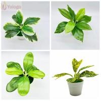 ราคา YOLOgo กระถางต้นไม้ Scindapsus สไตล์ Greenery สำหรับตกแต่งบ้านและถ่ายภาพ (48100689351)