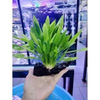 ราคา ต้นไม้น้ำอเมซอน มัดขอน ตกแต่งตู้ปลา (23170968412)