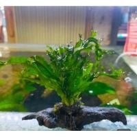 ราคา ต้นไม้น้ำเฟิร์นเขากวาง พันขอน (28573107866)