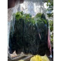 ราคา ส่งด่วนภายใน 1 วันถึง ขายยกถุง 10 กระถาง สาหร่ายหางกระรอก ใส่ตู้ปลา ใส่อ่าง (55500227987)