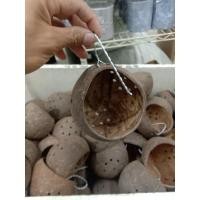 ราคา บ้านกะลามะพร้าว หรับเป็นที่อยู่อาศัย ของกระรอก ชูก้า นก เดอร์เม้า (11958375511)