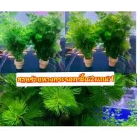 ราคา สาหร่ายหางกระรอก กระถาง ซื้อ 2 แถม 1 พร้อมส่ง (25026091600)