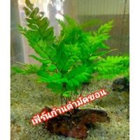 ราคา เฟิร์นการดำมัดขอน 1ต้น (25376605610)