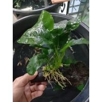 ราคา ไม้น้ำประดับตู้ปลา อนูเบียส พันขอนไม้สวยๆ ราคาถูก ต้นละ 220 บาท (8275796667)