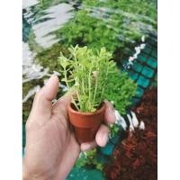 ราคา ต้นไม้น้ำ เลี้ยงง่าย เลี้ยงใส่อ่าง ใส่ตู้ปลา พร้อมกระถาง 3 ต้น 100 บาท สินค้าพร้อมส่ง (29305749694)