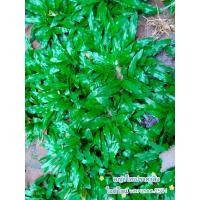 ราคา หญ้าไทเปจัดสวน ชุด2ตร ม (13759852764)