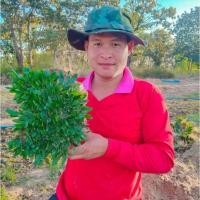 ราคา หญ้าไทเป ชุด10ตร ม (14517154488)