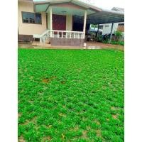 ราคา หญ้าไทเป ชุด6ตร ม (15018775515)