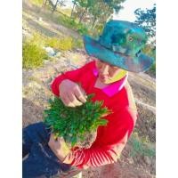 ราคา หญ้าไทเป ชุด20ตารางเมตร (14718765584)