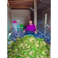 ราคา หญ้าไทเป ชุด12ตร ม (15618761225)