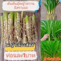 ราคา ต้นพันธุ์หญ้าหวานอิสราเอล หญ้าเลี้ยงสัตว์100ท่อน (18928704946)