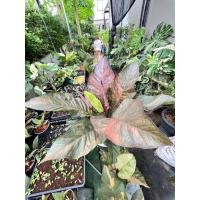 ราคา โชคเก้าชั้นด่าง มงคลเก้าชั้น (27756418029)