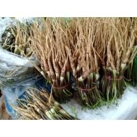 ราคา รากโสม สด ตังกุย当归 สดกลิ่นหอมสดจากสวน บำรุงเลือด บำรุงกำลัง 500 1000กรัม (11540280395)