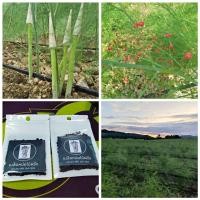 ราคา เมล็ดพันธ์ุหน่อไม้ฝรั่ง 1 ซอง บรรจุ 1300 เมล็ด 99 บาท Brock s Improved (8517428438)