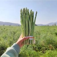 ราคา เมล็ดพันธ์ุหน่อไม้ฝรั่ง 1 ซอง บรรจุ 600 เมล็ด 49 บาท Brock s Improved (23656394707)