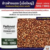 ราคา 5KG 10KG ข้าวฟ่างแดง อาหารนกแก้ว หนูแฮมสเตอร์ นกเขา เขาใหญ่ เขาชวา นกพิราบ ใหม่ สด สะอาด ร่อนฝุ่นทุกถุง (25060011473)