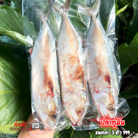 ราคา ปลาทูมัน ตัวใหญ่ เนื้อหวานมัน สดใหม่ (21388739392)