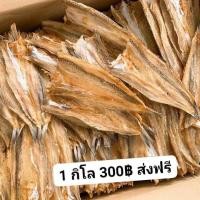 ราคา ปลาช่อนทะเล ขนาดบาง ใหญ่ น้ำหนัก500 กรัม มีเก็บเงินปลายทาง (12910387946)